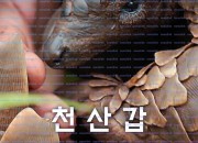 천산갑 쿨루의 여정 Pangolin Kulu's Journey, 2025.1080p.KORSUB.WEBRip.H264.AAC.torrent