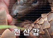 천산갑 쿨루의 여정 Pangolin Kulu's Journey, 2025.1080p.KORSUB.WEBRip.H264.AAC.torrent